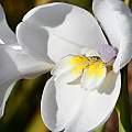 Diplarrena latifolia, Joey Santore, iNaturalist, CC BY-NC