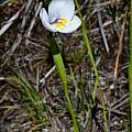 Diplarrena latifolia, Joey Santore, iNaturalist, CC BY-NC