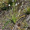 Diplarrena latifolia, Joey Santore, iNaturalist, CC BY-NC