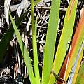 Diplarrena latifolia, Joey Santore, iNaturalist, CC BY-NC