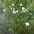 Diplarrena moraea, Beth Etscheid