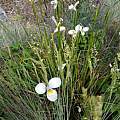 Diplarrena moraea, Beth Etscheid