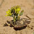 Eriospermum corymbosum, cliffdorse, iNaturalist, CC BY-NC