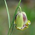 Fritillaria acmopetala, Mary Sue Ittner