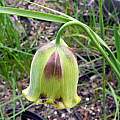 Fritillaria acmopetala, Mary Sue Ittner