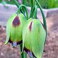 Fritillaria acmopetala, Mary Sue Ittner