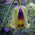 Fritillaria acmopetala, Mary Sue Ittner