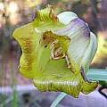 Fritillaria acmopetala, Mary Sue Ittner