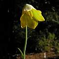 Fritillaria bithynica, Mary Sue Ittner