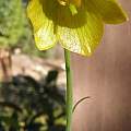 Fritillaria bithynica, Mary Sue Ittner