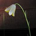 Fritillaria bithynica, Mary Sue Ittner