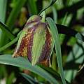 Fritillaria messanensis, Mary Sue Ittner