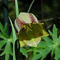 Fritillaria messanensis, Mary Sue Ittner