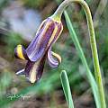 Fritillaria sanandajensis, Sajad Alipour [Shift+click to enlarge, Click to go to wiki entry]