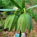 Fritillaria straussii, Sajad Alipour Fritillaria straussii, Sajad Alipour