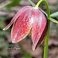 Fritillaria straussii, Sajad Alipour Fritillaria straussii, Sajad Alipour