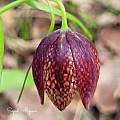 Fritillaria straussii, Sajad Alipour Fritillaria straussii, Sajad Alipour