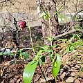 Fritillaria straussii, Sajad Alipour Fritillaria straussii, Sajad Alipour