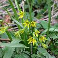 Gagea lutea, not fully open on a clouded day, Martin Bohnet