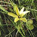 Gladiolus trichonemifolius, Bob Rutemoeller
