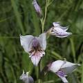 Gladiolus loteniensis, Rachel Saunders [Shift+click to enlarge, Click to go to wiki entry]