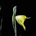 Gladiolus pritzelii, Nhu Nguyen