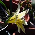 Gladiolus trichonemifolius, Michael Mace