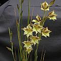 Gladiolus tristis, Mary Sue Ittner