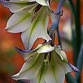 Gladiolus tristis, Sheila Burrow [Shift+click to enlarge, Click to go to wiki entry]