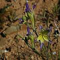 Gladiolus venustus, Middelpos, Mary Sue Ittner