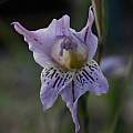 Gladiolus violaceolineatus, Michael Mace [Shift+click to enlarge, Click to go to wiki entry]