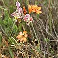 Gladiolus virescens, Andrew Harvie