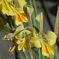 Gladiolus virescens, Mary Sue Ittner