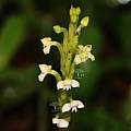 Habenaria brachyphylla, syn. Habenaria crassiflora, Saket Shrotri Habenaria brachyphylla, syn. Habenaria crassiflora, Saket Shrotri