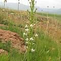 Habenaria falcicornis, Lesotho, Cameron McMaster
