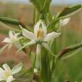 Habenaria falcicornis, Lesotho, Cameron McMaster