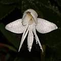 Habenaria grandifloriformis, Saket Shrotri Habenaria grandifloriformis, Saket Shrotri