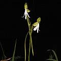 Habenaria longicorniculata, Saket Shrotri Habenaria longicorniculata, Saket Shrotri