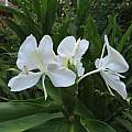 Hedychium coronarium, Nicholas Plummer