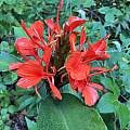 Hedychium deceptum, Nicholas Plummer