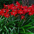 Hippeastrum 'Sonatini Balentino', Laura Grant