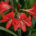 Hippeastrum 'Sonatini Balentino', Laura Grant