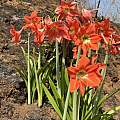 Hippeastrum puniceum, Richard Sullivan Hippeastrum puniceum, Richard Sullivan