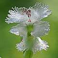 Huttonaea fimbriata, Felix Riegel, iNaturalist, CC BY-NC