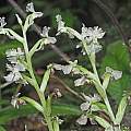 Huttonaea fimbriata, Felix Riegel, iNaturalist, CC BY-NC