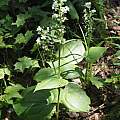 Huttonaea fimbriata, Felix Riegel, iNaturalist, CC BY-NC