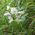 Huttonaea grandiflora, Cameron McMaster