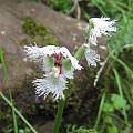 Huttonaea grandiflora, Cameron McMaster
