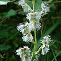 Huttonaea oreophila, juddkirkel, iNaturalist, CC BY-NC