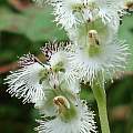 Huttonaea oreophila, juddkirkel, iNaturalist, CC BY-NC